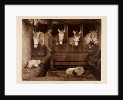Captain Oates, expedition team member, with ponies and dogs by Herbert George Ponting