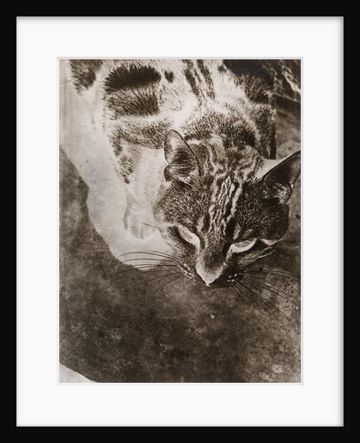 Die Katze by László Moholy-Nagy