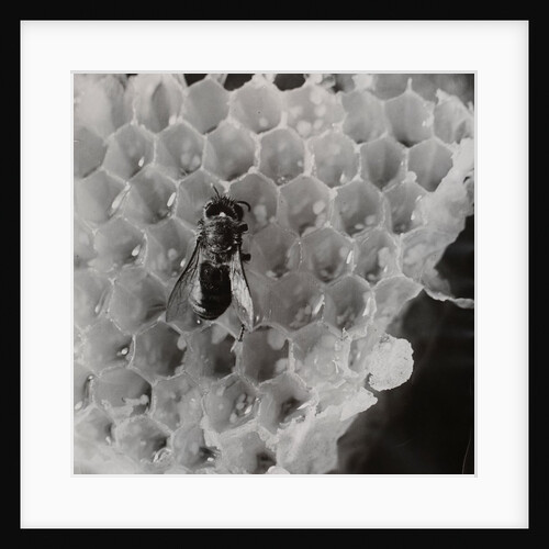 Bienenwabe by László Moholy-Nagy