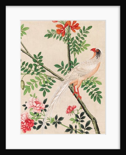 Wallpaper with white pheasant perching on branch by unknown