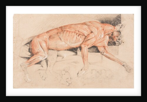 Ecorche drawing of a wild cat by Edwin Landseer