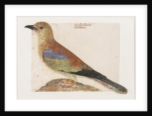 European Roller (Coracias garrulus) by Vincenzo Leonardi