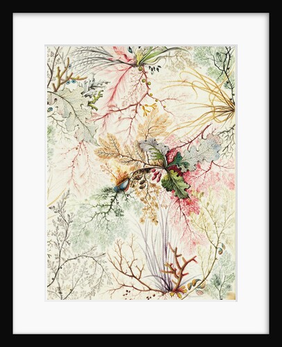 Design for chintz by William Kilburn