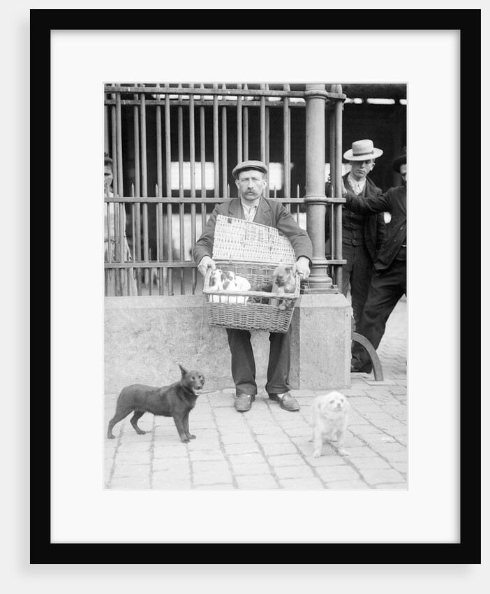 Dog Market - Basket Full of Puppies by Andrew Pitcairn-Knowles