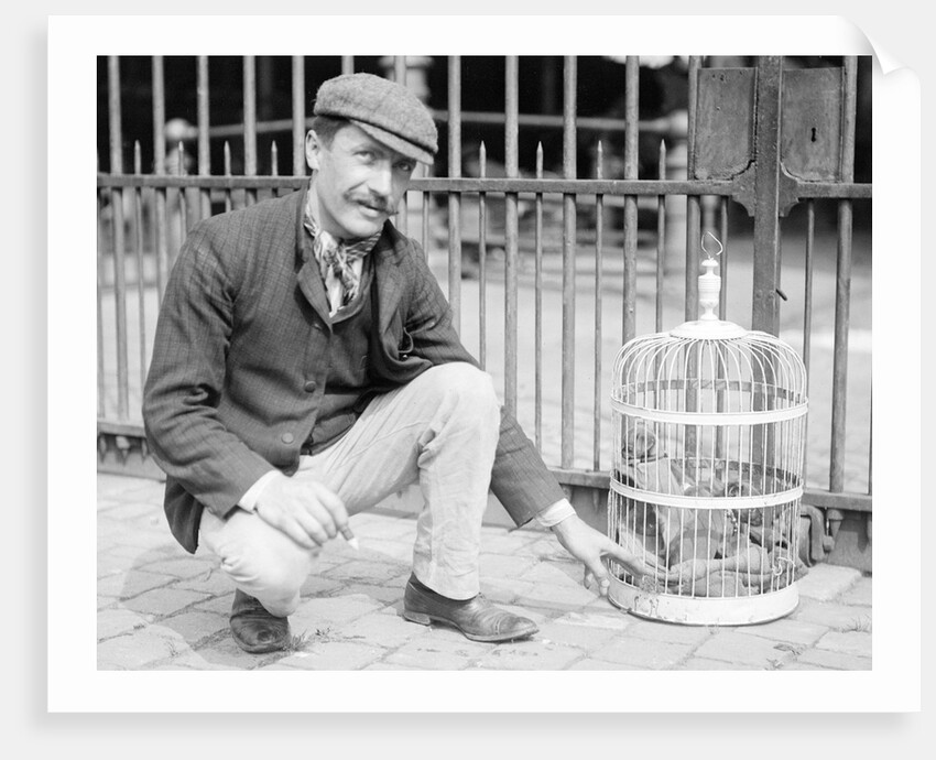 Dog Market - Dog in Bird Cage by Andrew Pitcairn-Knowles