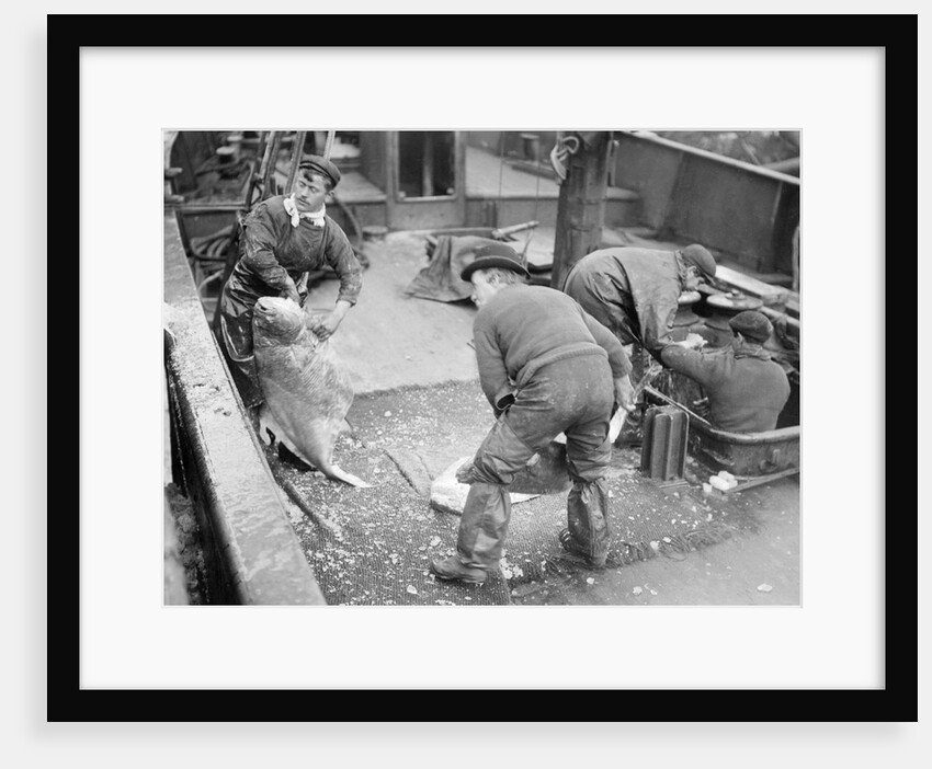 Handling very large fish by Andrew Pitcairn-Knowles