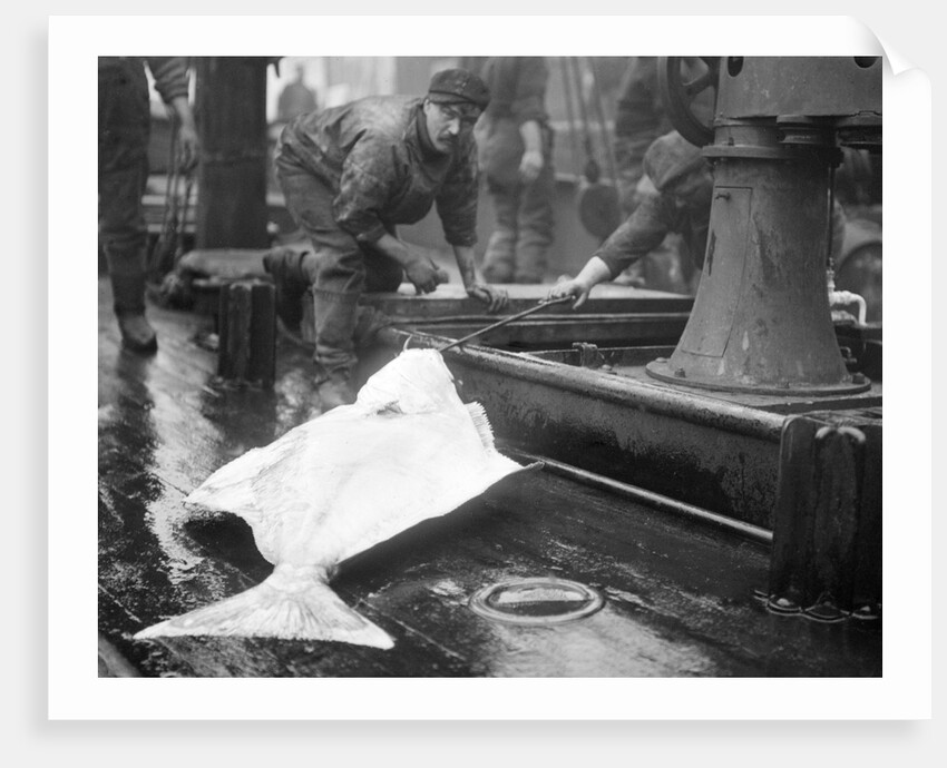 Hooking Large Skate by Andrew Pitcairn-Knowles