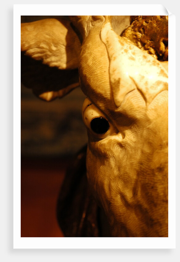 Head of an Ox by Stuart Cox