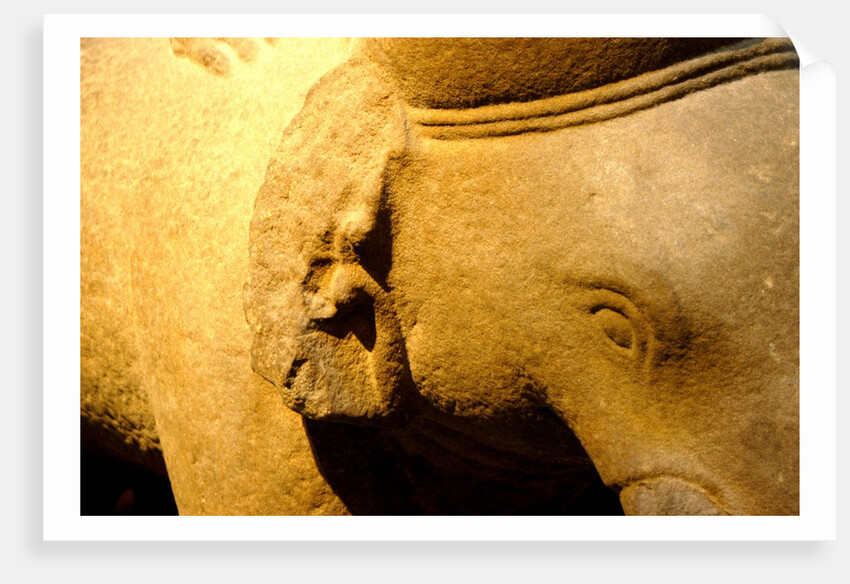 Elephant, detail by Stuart Cox