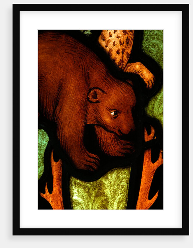 Bear from St by Stuart Cox
