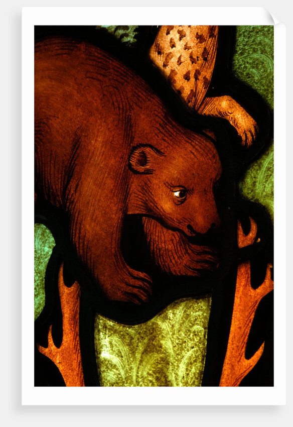 Bear from St by Stuart Cox