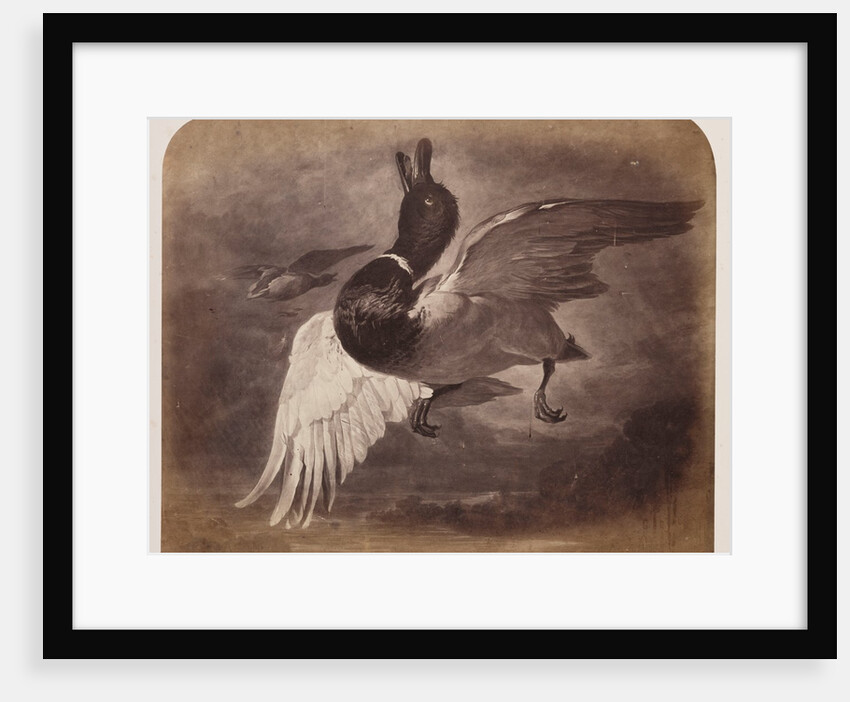 Painting of a duck in flight by Roger Fenton