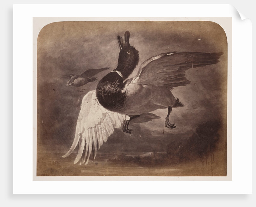 Painting of a duck in flight by Roger Fenton