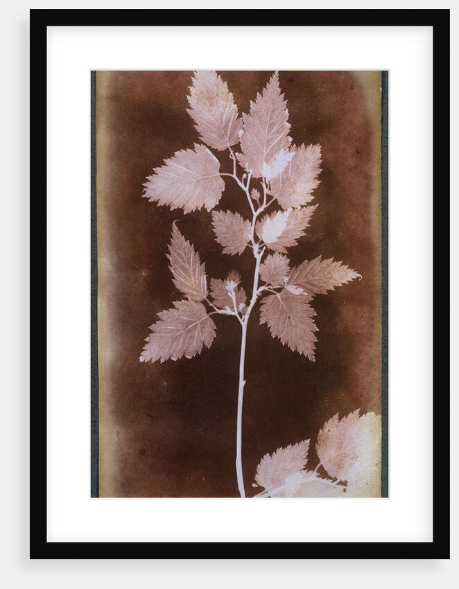 Leaf by William Henry Fox Talbot