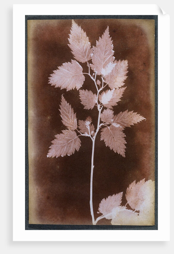 Leaf by William Henry Fox Talbot