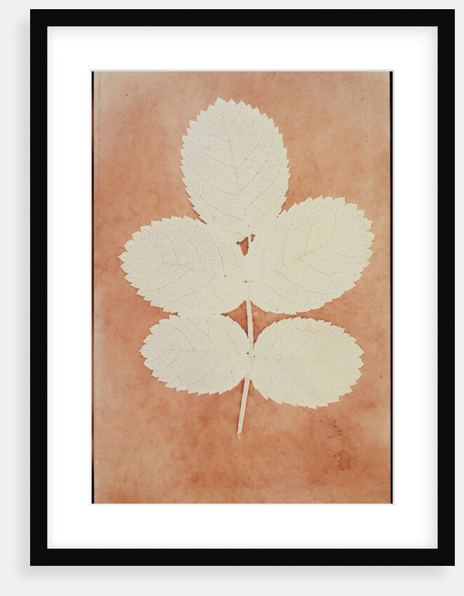 Five Leaves on a Stem by William Henry Fox Talbot