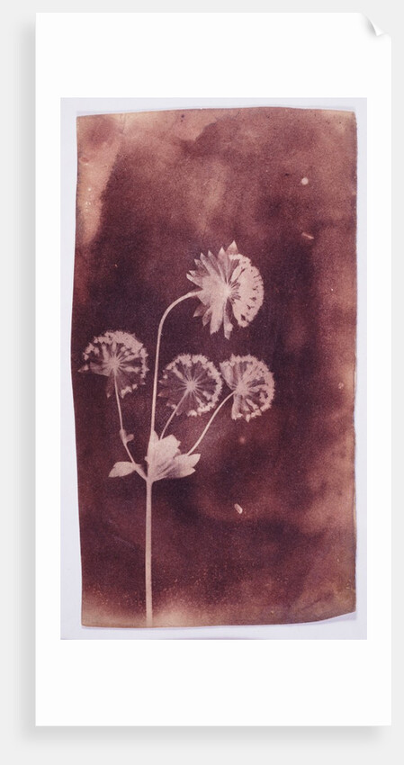 Astrantia Major by William Henry Fox Talbot