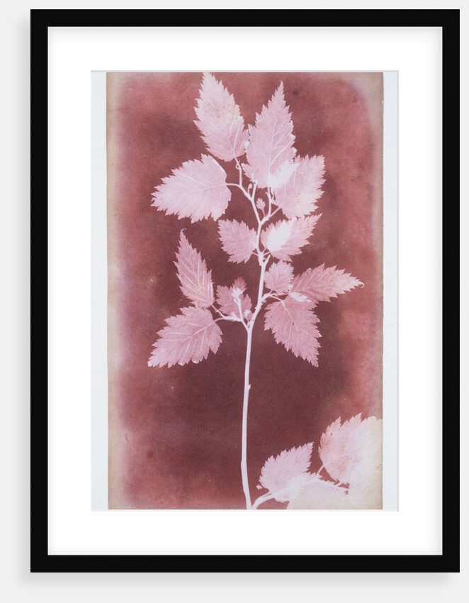 Leaves on a Stem by William Henry Fox Talbot