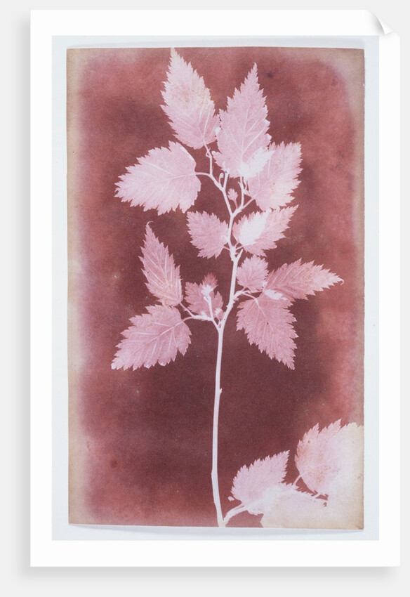 Leaves on a Stem by William Henry Fox Talbot