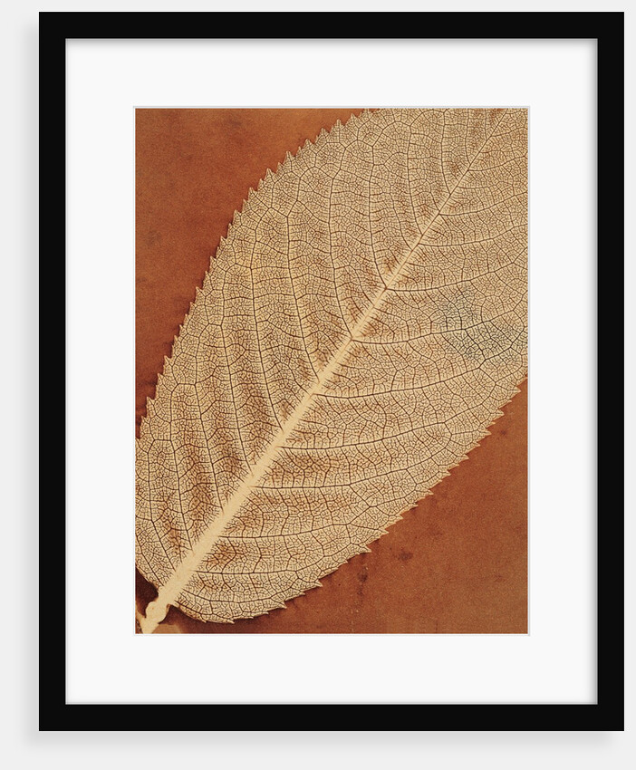 Single Leaf by William Henry Fox Talbot