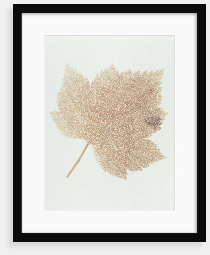 Leaf by William Henry Fox Talbot