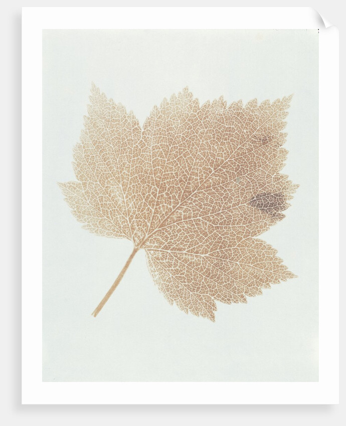 Leaf by William Henry Fox Talbot