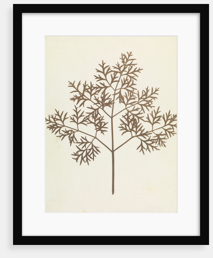 Botanical Specimen by William Henry Fox Talbot