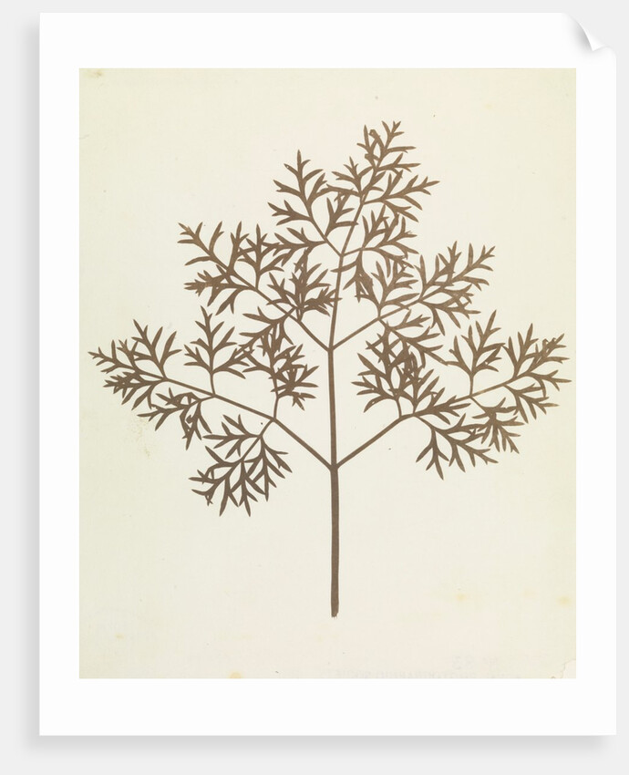 Botanical Specimen by William Henry Fox Talbot