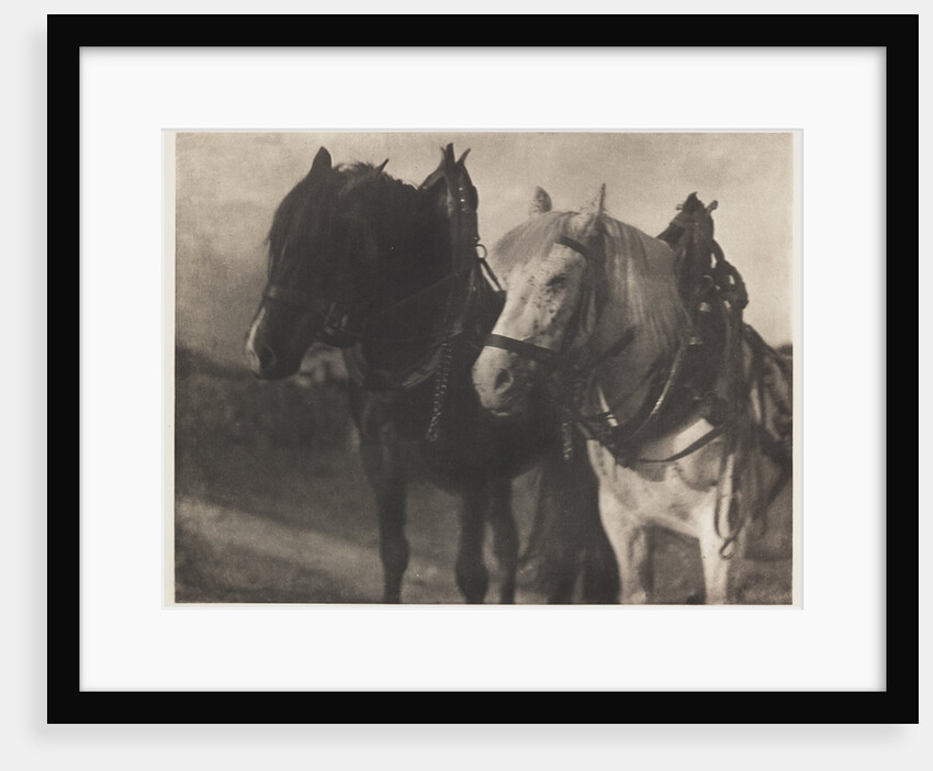 Horses by Alfred Stieglitz