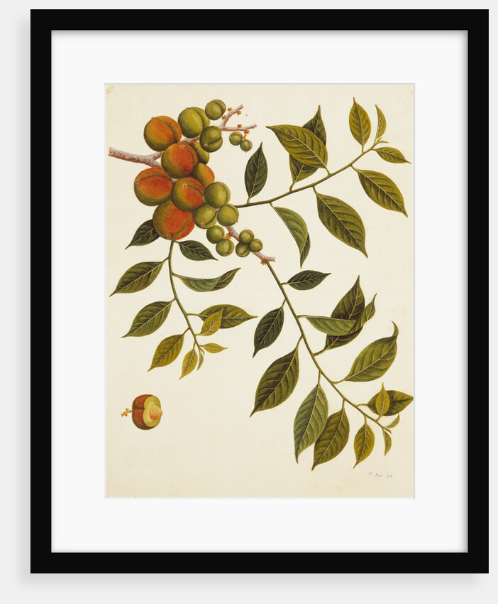 Dragon's eyes. Guangzhou, Chinese, mid-19th century by Unknown