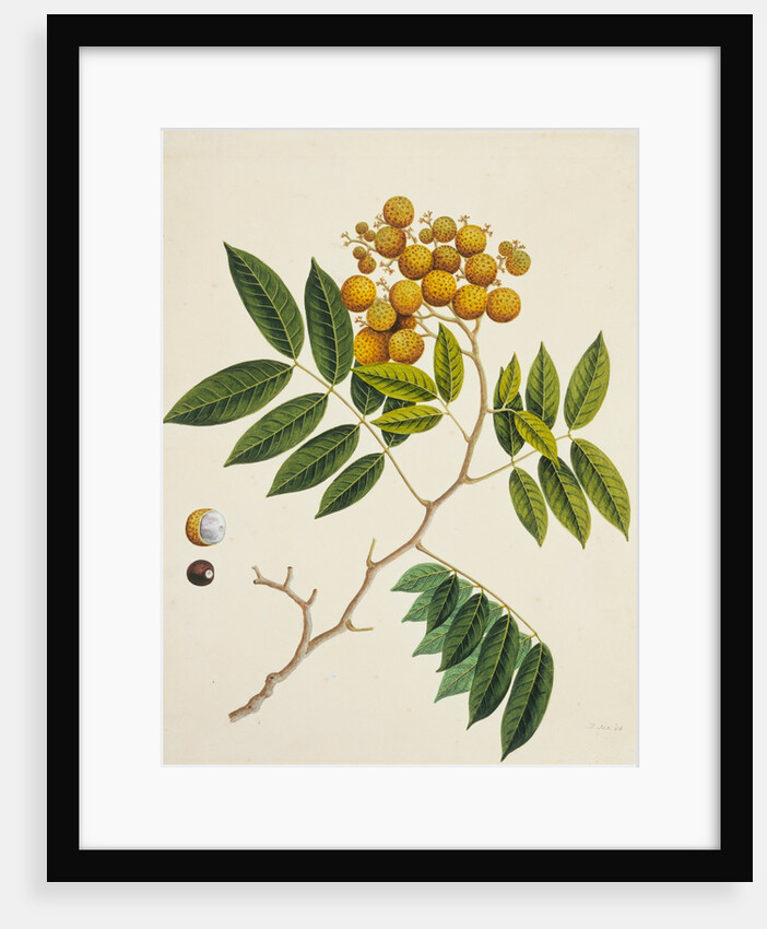 Common Sterculia. Guangzhou, China, c.1800-40 by Unknown