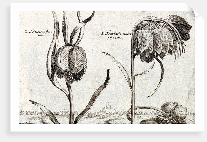 Frittillaria, from Jardin de Fleurs by Crispijn van de Passe