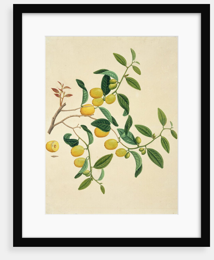 Dates on a branch by Unknown
