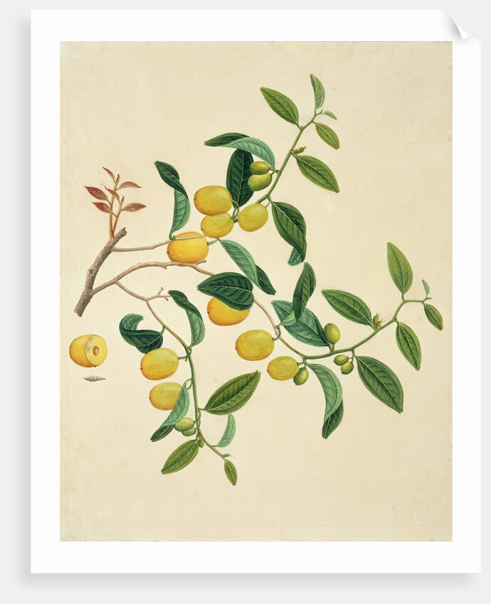 Dates on a branch by Unknown