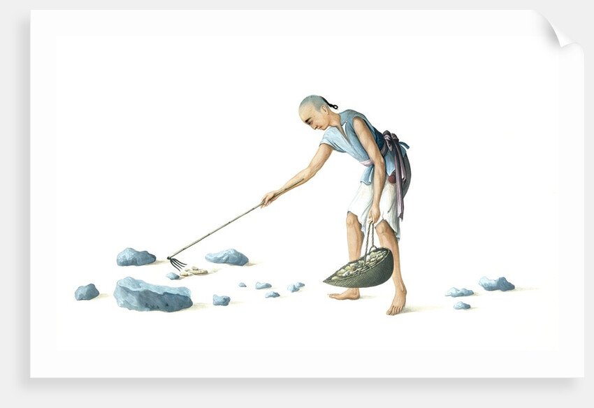 Man collecting dung by Unknown