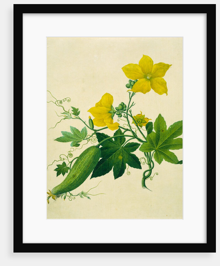 Singkwa Towel Gourd by Unknown