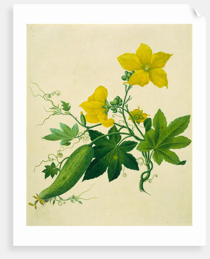 Singkwa Towel Gourd by Unknown