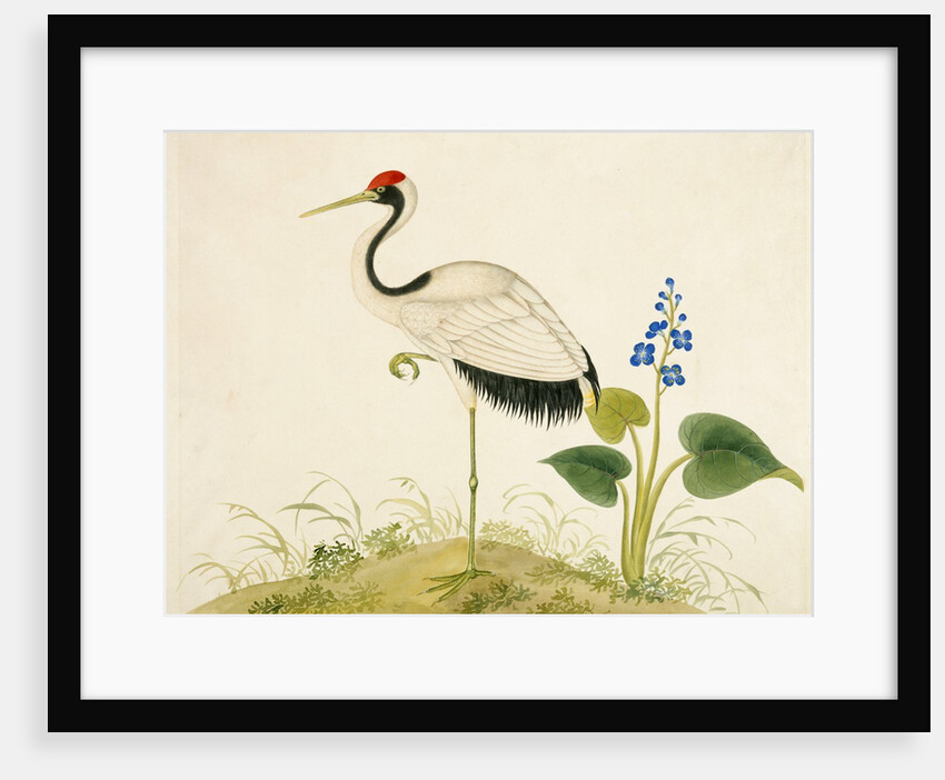Red-crowned crane by Unknown