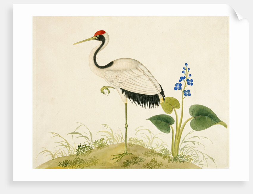 Red-crowned crane by Unknown