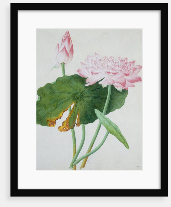 Lotus. Guangzhou, China, c.1800-1840 by Unknown