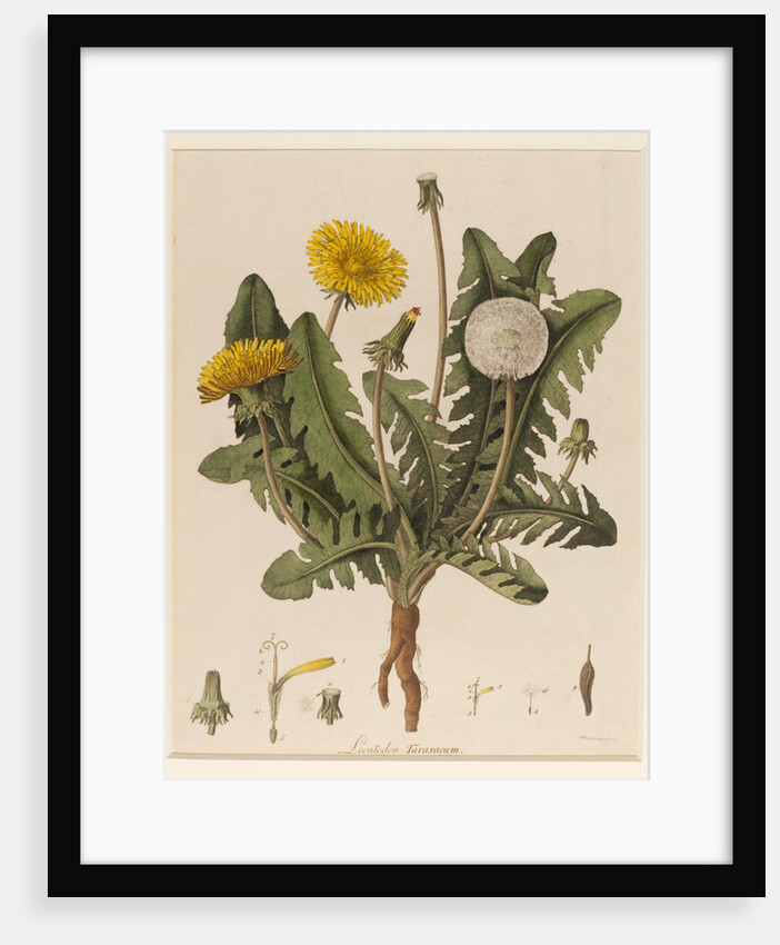 Dandelion by William Kilburn