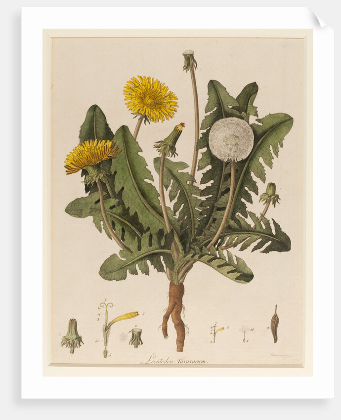 Dandelion by William Kilburn