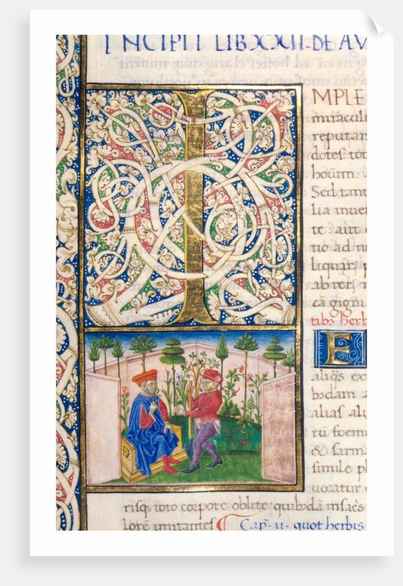 Initial I from Pliny`s Natural History by Pliny the Elder