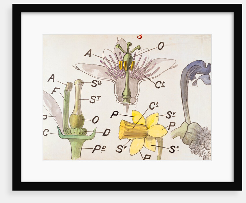 Nectaries by Christopher Dresser