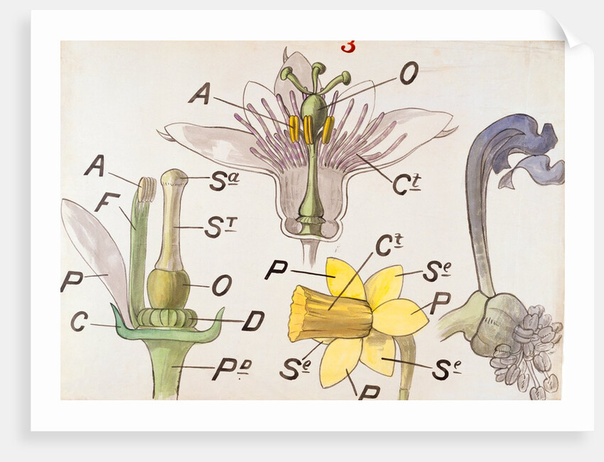 Nectaries by Christopher Dresser