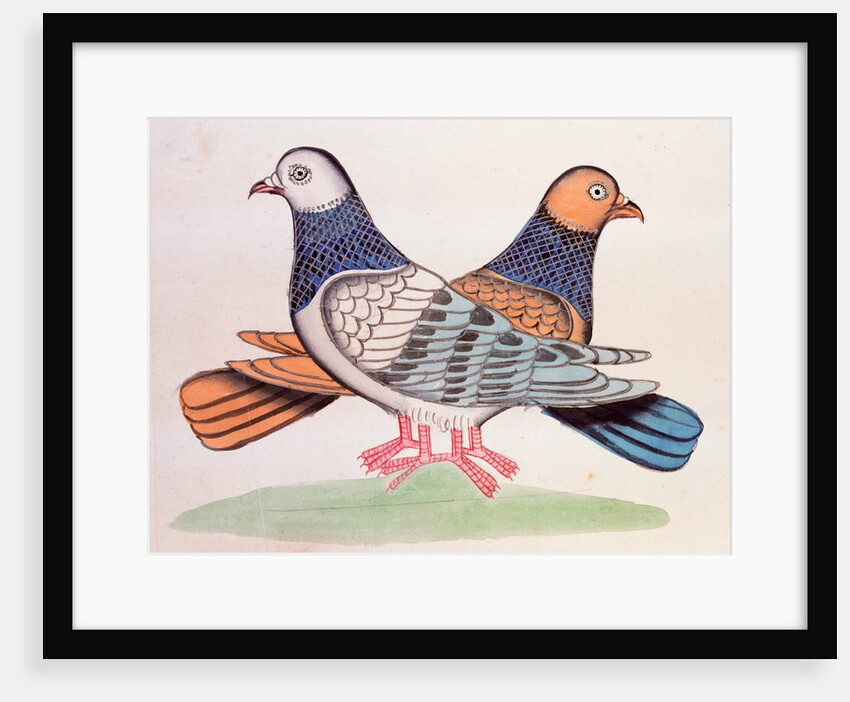 A pair of pigeons illustrating the proverb As Alike as Two Pigeons. Calcutta, India, early 19th century by Unknown