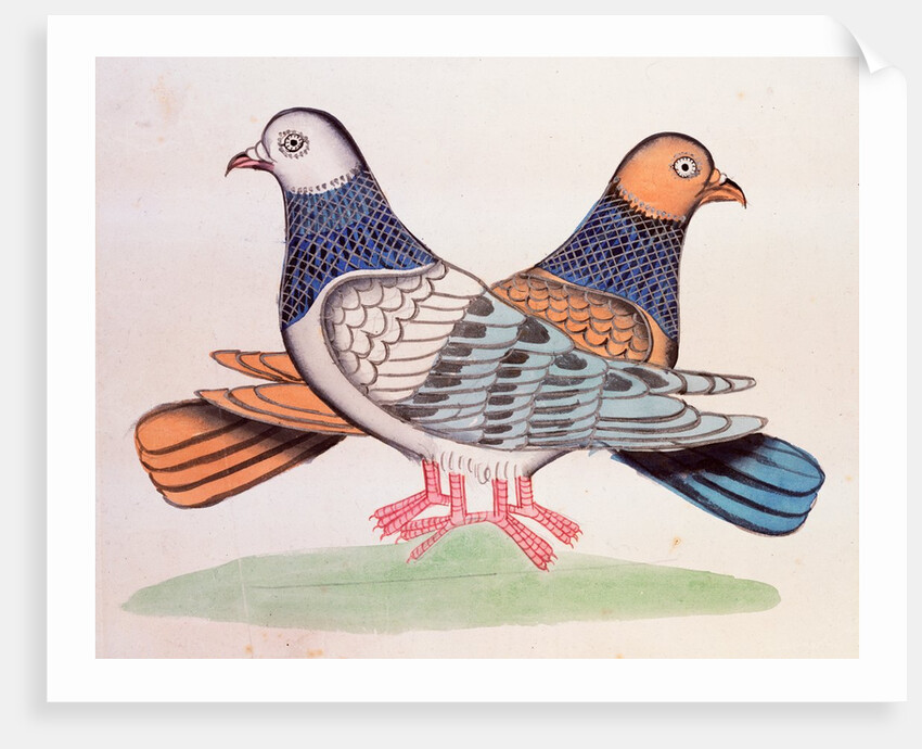A pair of pigeons illustrating the proverb As Alike as Two Pigeons. Calcutta, India, early 19th century by Unknown