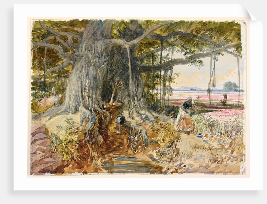 Harvesting opium from poppies under the branches of a banyan tree by William Simpson