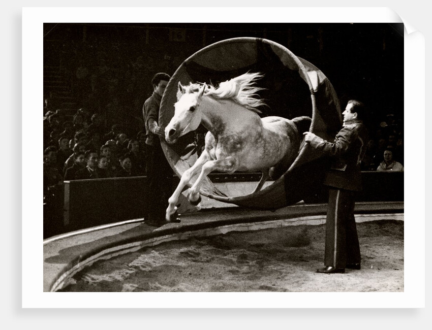 Liberty Horse in Bertram Mills' Circus by Baron Nicholas de Racozcy