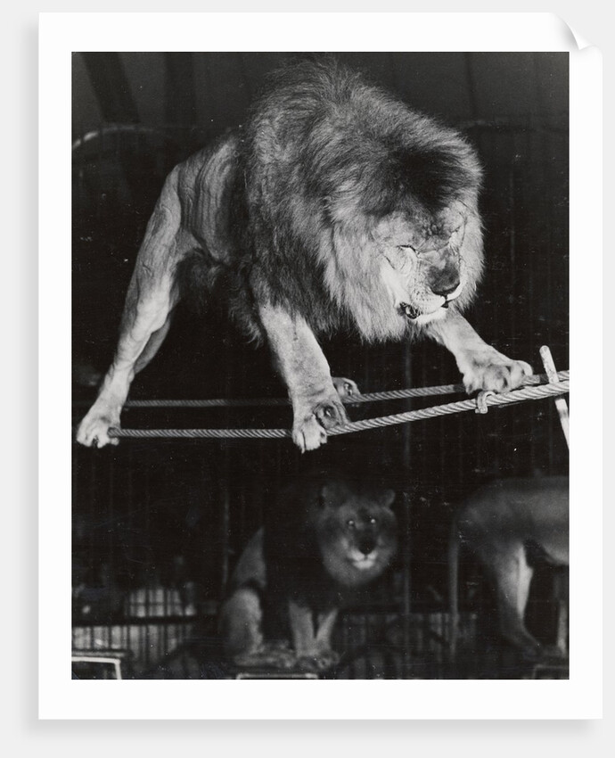 Negus the Lion in Bertram Mills' Circus by Baron Nicholas de Racozcy